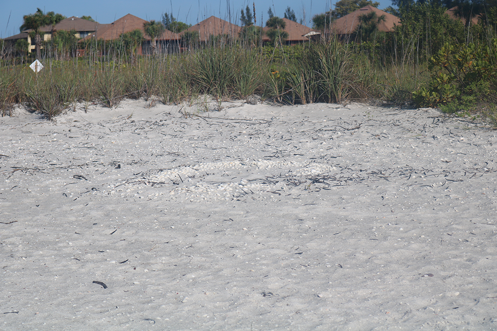 A circle of shells surrounds a small wide bird on a sandy beach.
